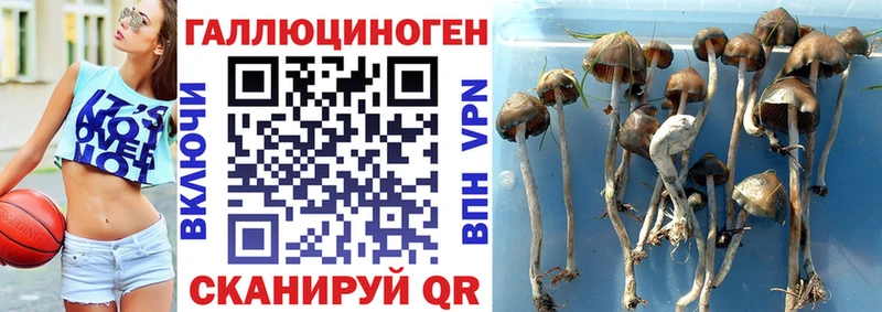 Псилоцибиновые грибы Cubensis  Братск 